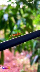 Ants: Hard Work, Unity & Survival