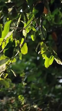 They loved fiercely 10 years ago but parted—reunited in bed, what began as a game turns serious when he breaks the rules first. #HitDrama #CEO #Romance #MarriageBeforeLove