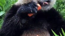 The daily life of pandas 🐼(102)   #Panda #Lovely