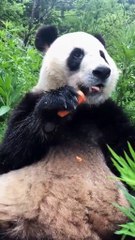 The daily life of pandas 🐼(102)   #Panda #Lovely
