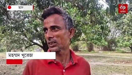প্রচুর ফলন হলেও আমের বাজারদর নিয়ে চিন্তা, প্রতি বছর ক্ষতিতে চাষ ছাড়ার ভাবনা কৃষকদের