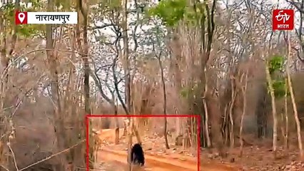 अबूझमाड़ के जंगल में भालू और बाघ की फाइट, घटना का वीडियो वायरल, जांच में जुटा वन विभाग