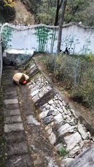 The daily life of pandas 🐼(101)   #Panda #Lovely