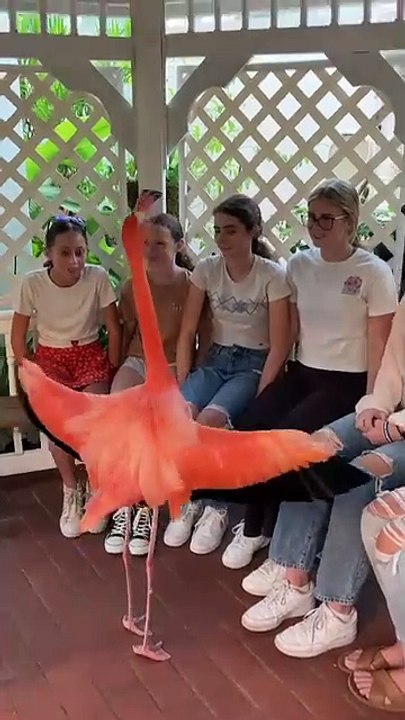 Flamingos and Fun Girls Enjoy an Entertaining Moment"