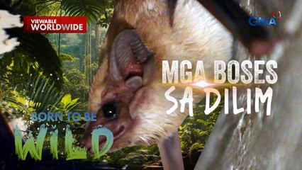 Mga Boses sa Dilim | Born to be Wild