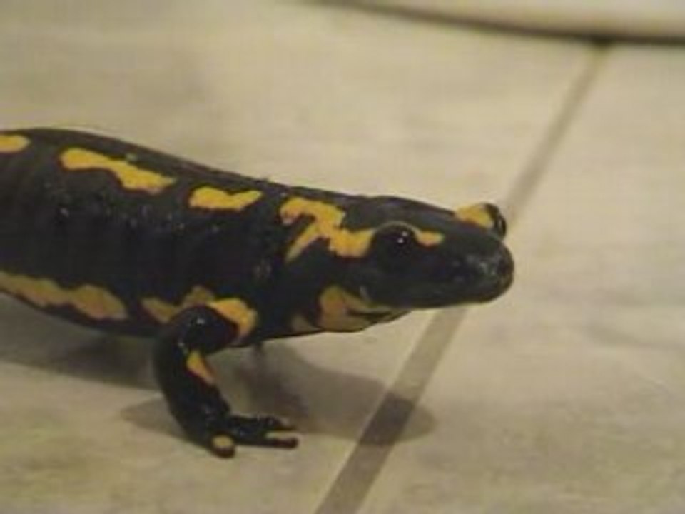 Salamandre dans la salle de bain