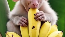 Delicious Banana Feast! Adorable Baby Monkey Enjoys Every Bite! 🐒