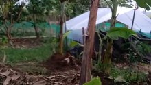 Kandang bebek