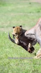 The Cheetah, A Marvel of Evolution, Tests its Hunting Prowess Against The Gazelle
