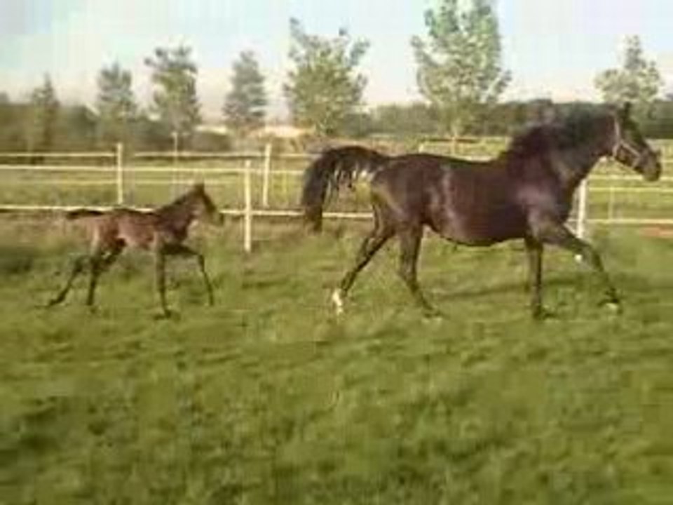 Shaïnah future "Crack"