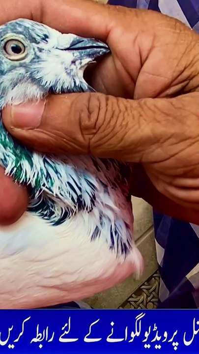 https://www.youtube.com/@PakistanPigeonAssociation ubscribe Our YouTube Channel For Complete Videos