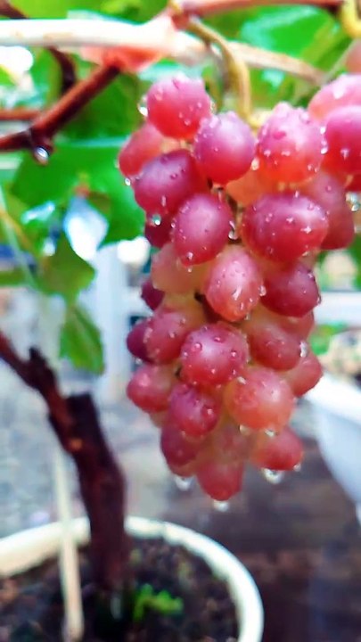 Grape Bonsai in a Pot: Watered with Love, Grows Wonderfully!