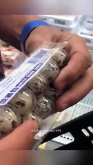 Man Raised a Baby Quail 😍