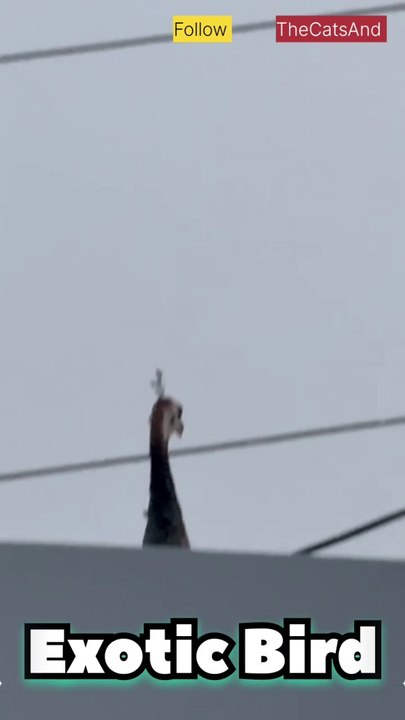 Exotic Bird | Male Peacock | #foryou #peacock #bird @TheCatsAnd