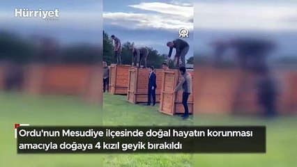 Ordu'da doğaya 4 kızıl geyik salındı