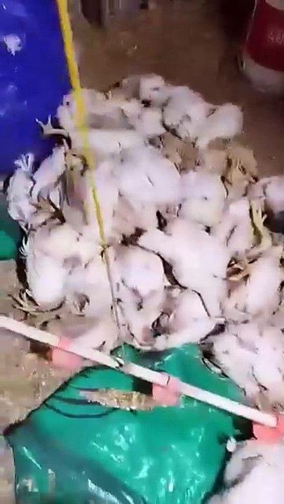 الجمهور يحصل علي فيديوهات تُثبت ارتفاع وفيات ونفوق الدواجن في مصر