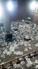 الجمهور يحصل علي فيديوهات تُثبت ارتفاع وفيات الدواجن في مصر