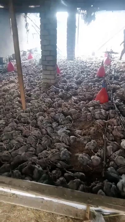 الجمهور يحصل علي فيديوهات تُثبت ارتفاع  نفوق الدواجن في مصر