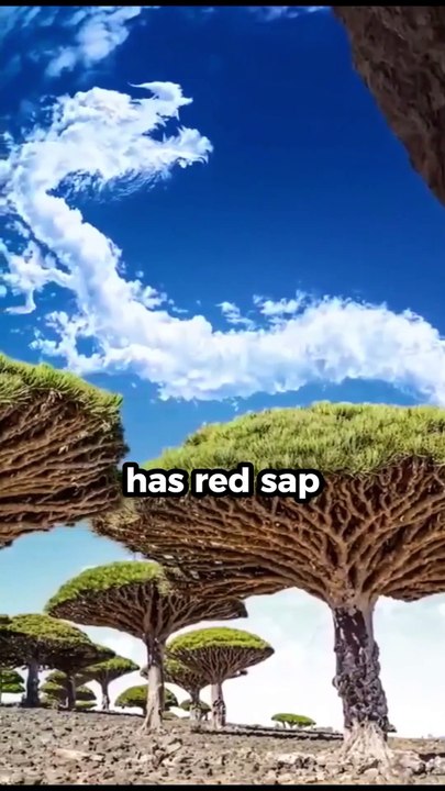 10 Amazon Rainforest Facts That Will Blow Your Mind💥 #shorts #forest  #amazonrainforest #trending