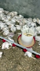 الجمهور يحصل علي فيديوهات تُثبت ارتفاع وفيات ونفوق الدواجن في مصر