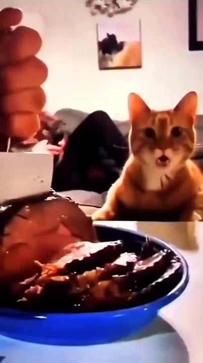 Funny cats video