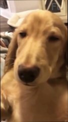 "😍 Забавные питомцы: Кто самый расслабленный? 🐶😴 vs 🐱😹"