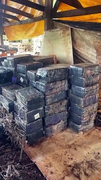 PM e PF apreendem quase 3 toneladas de maconha em propriedade rural