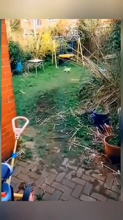 Funny animals 🤣🤣