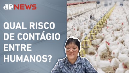 Infectologista sobre gripe aviária: “Letalidade acima dos 50%”
