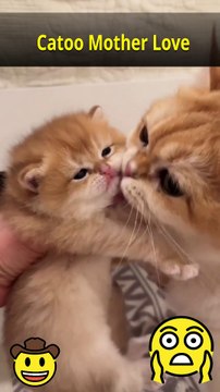 Catoo’s Motherly Love: A Heartwarming Story of Bonding and Care #Catoo #CatLove #MotherCat #CuteCats #KittenLove