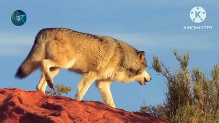 The life of the wolf l bhediya gulami nhi kerta