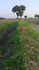 Irani Teetar Male|Fight for black bird|