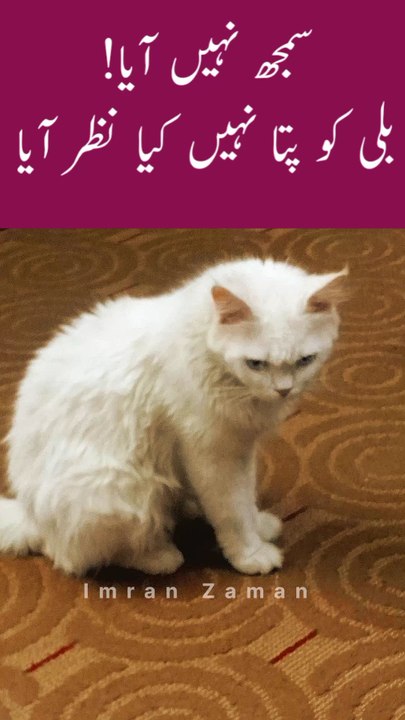 What did the CAT see?😱