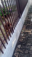 gatinho danado querendo fazer amizade com o cachorro kkk