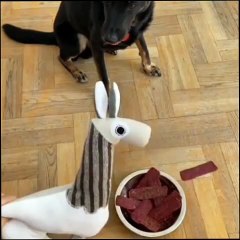 "YOU Won't Believe What Happens When This Hungry Dog Sees Food!"
