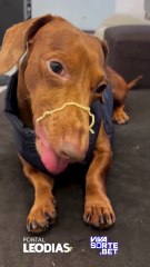 VÍDEO: Cachorro devora miojo de tutor e cena viraliza