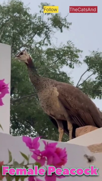 Female Peacock | Peacock Mating call | #foryou #peacock #bird @TheCatsAnd