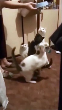 Котик против собаки: Забавные моменты из жизни домашних питомцев 🐈🐕😹