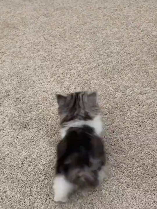 ooo