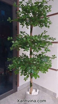 Cây Bàng Đài Loan Giả Đẹp Như Thật – Giải Pháp Decor Hiện Đại Cho Mọi Không Gian