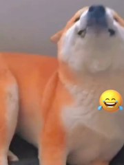 24 Hours Living Like a Dog! Funniest Prank Ever! 🤣🐶