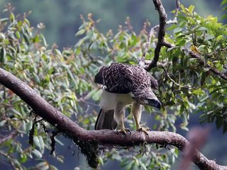Our “Multo” is not about a breakup. It’s the haunting truth behind every fallen Philippine Eagle.