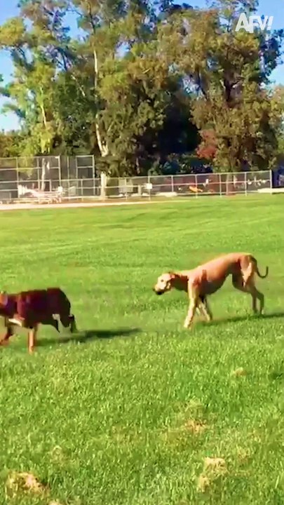 213. Good boys think alike! 🐕 #shorts  #dogs #fail #funny