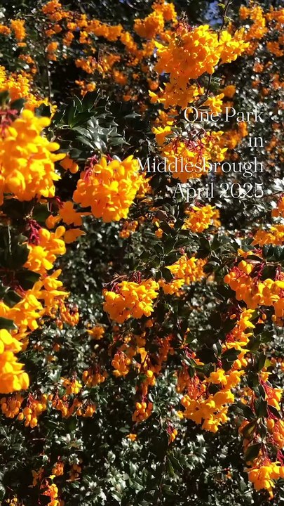 One Park in Middlesbrough April 2025