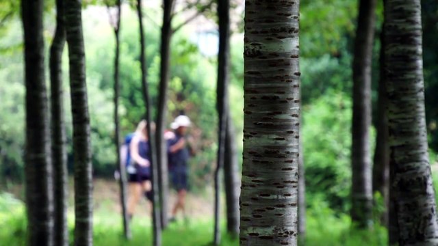 Camino de Santiago - Eine Reise auf dem Jakobsweg | movie | 2015 | Official Trailer