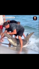 El valiente gesto de un hombre que libera a un tiburón martillo herido