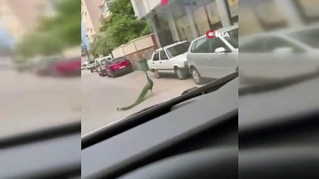 Yol ortasında gezen tavus kuşu sürücüleri şaşırttı
