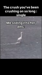 "When Birds Get Sassy: Crane's Smooth Move to Slide into DMs 🐦😂"