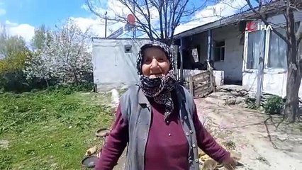 Türkiye'nin kışı evlerde geçiren en sevimli ve en lezzetli altınları doğaya kavuştu