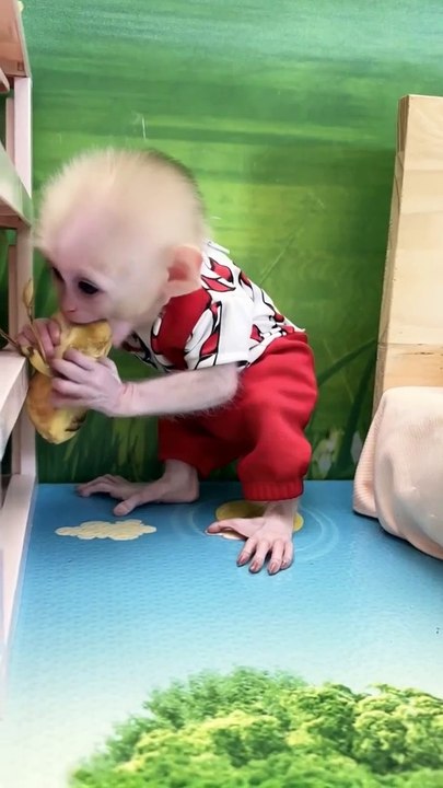 Meet the Lovable Baby Monkey A Heartwarming Adventure! 🐒❤️